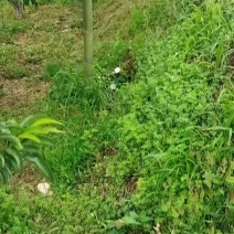 蜂糖李