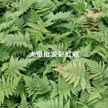 彩虹蕨基地价格实惠老旧小区景观提升街道改造绿化