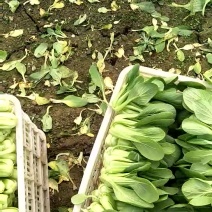 小油菜1两以上