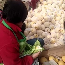 砀山梨300~350g光果