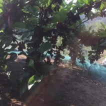 桑椹树苗桑枣树，无籽大十苗