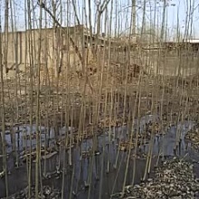 杨树种条批发_杨树种条采购_杨树种条供应_一