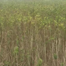 白蜡苗80cm以上籽播