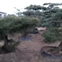 造型松12公分