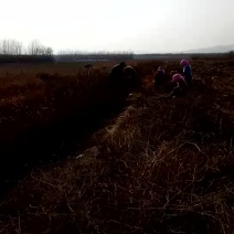 黑枸杞苗3年苗，红枸杞苗