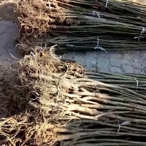 核桃苗1~2年100~150cm