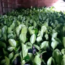 1号菠萝蜜苗稿接树