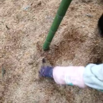 雷竹笋25~30cm