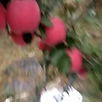 红富士苹果75mm以上纸袋