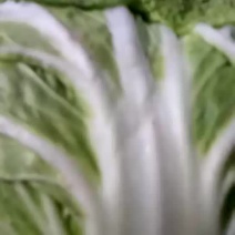 大量供应冷库里，大白菜2~3斤净菜，走巿场，，