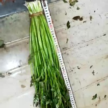 水芹50cm以上