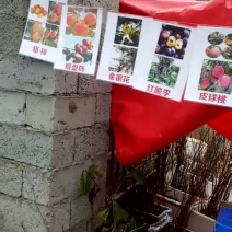红富士苹果树苗30~40cm