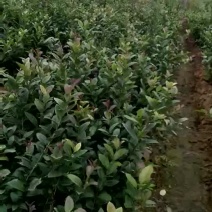 香水柠檬树苗30~50cm