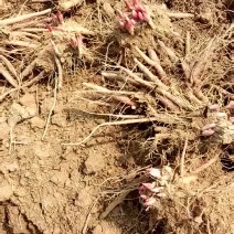 白芍种苗