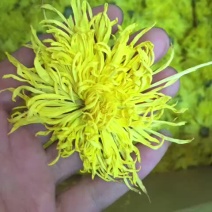 干菊花