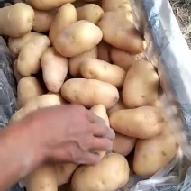 荷兰十五土豆精品3两以上