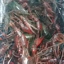 湖虾食用8-10钱（40-50克）活虾藕塘套养