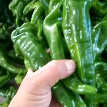 螺丝椒15~20厘米青中辣
