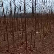 107杨树苗2公分