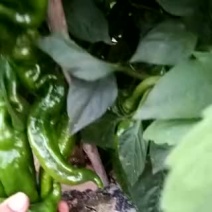 螺丝椒15~20厘米中辣青
