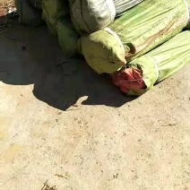 榛子苗