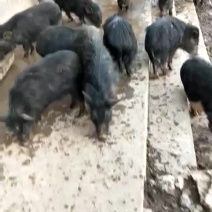 纯种藏香猪苗小猪仔幼崽散养种公猪怀孕母猪阉割公猪包活