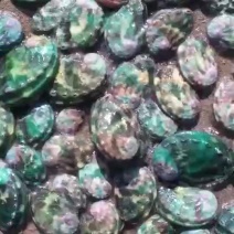 河蚌