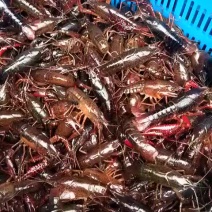 克氏原螯虾小龙虾主养4-6钱（20-30克）食用活虾