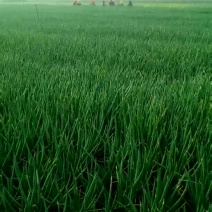 四季小葱10~15cm