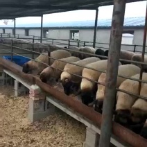 肉羊30~50斤/头