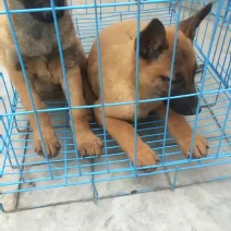马犬幼犬出售中马犬科目犬一只需要多少钱马犬幼犬