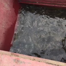 笋壳鱼水库自然长大泰笋................