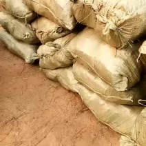 紫穗槐槐树大量出货4~6cm4~6cm1米以下欢迎