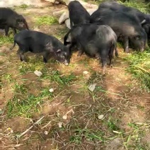 纯种藏香猪苗小猪仔幼崽散养种公猪怀孕母猪阉割公猪包活