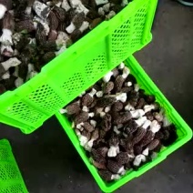羊肚菌中上通货