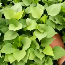 红薯苗15~25cm