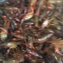 龙虾16~20只/kg
