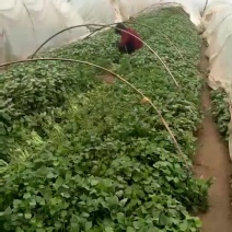 龙薯九红薯苗，脱毒原种，拔苗，高剪苗，25/30公分