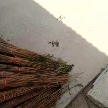 红油香椿树51~80cm