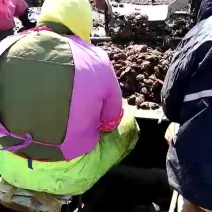 栉孔扇贝食用鲜活10~20只/kg