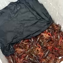 小龙虾食用2-4钱（10-20克）活虾稻田套养