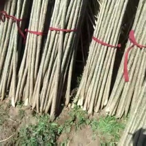 107杨树苗1公分