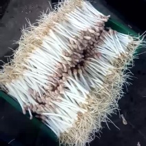 花生芽散装