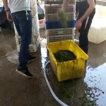 小龙虾食用7-9钱（35-45克）活虾稻田套养