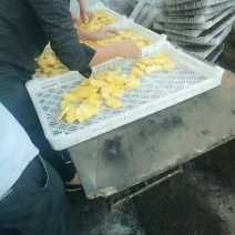 桑葚4~5cm
