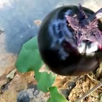 圆茄5两以上