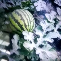 甜王西瓜8斤打底8成熟1茬