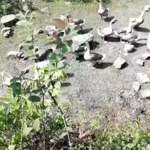 灰鹅肉鹅12斤以上