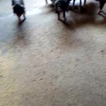 种猪10~15kg