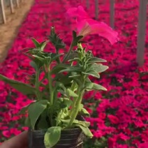 牵牛花10cm以下